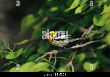 Blackburnian Warbler Dendroica fusca male Port Aransas Texas USA May 2003 Stock Photo