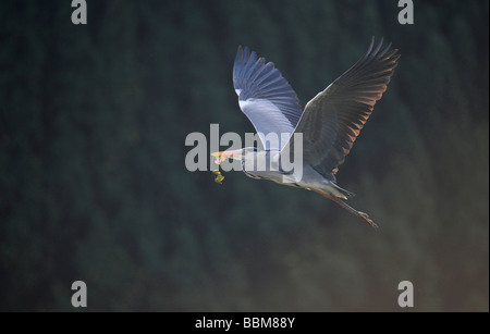 Grey Heron (Ardea cinerea), in flight, carrying nesting material in his beak Stock Photo