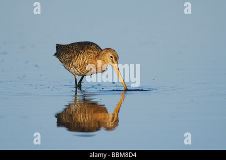 Black tailed Godwit Limosa limosa adult in breeding plumage feeding National Park Lake Neusiedl Burgenland Austria April 2007 Stock Photo