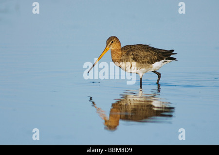 Black tailed Godwit Limosa limosa adult in breeding plumage feeding National Park Lake Neusiedl Burgenland Austria April 2007 Stock Photo