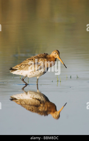 Black tailed Godwit Limosa limosa National Park Lake Neusiedl Burgenland Austria April 2007 Stock Photo