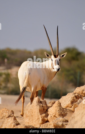 Arabian Oryx (Arabian Oryx), Sir Bani Yas Island, Abu Dhabi, United Arab Emirates, Arabia, Near East, Orient Stock Photo