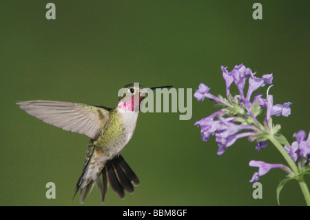 Broad tailed Hummingbird Selasphorus platycercus male in flight feeding on Siberian Catmint Nepeta sibirica Rocky Mountain NP Stock Photo