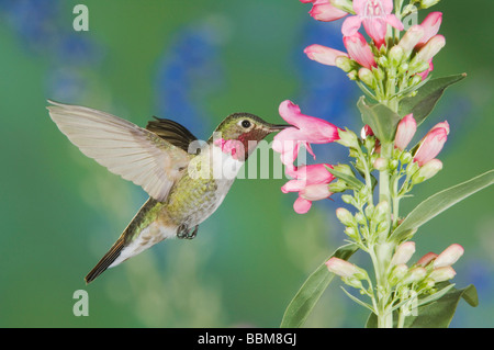 Broad tailed Hummingbird Selasphorus platycercus male in flight feeding on Penstemon flower Penstemon sp Rocky Mountain Np Stock Photo