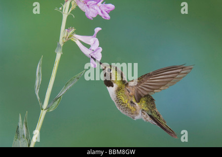 Broad tailed Hummingbird Selasphorus platycercus male in flight feeding on Penstemon flower Penstemon sp Rocky Mountain Np Stock Photo