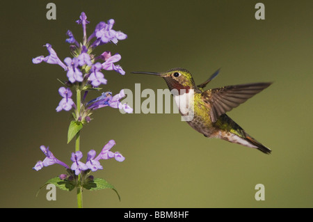 Broad tailed Hummingbird Selasphorus platycercus male in flight feeding on Siberian Catmint Nepeta sibirica Rocky Mountains np Stock Photo