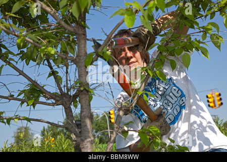 Woman prunes tree as part of park cleanup Stock Photo