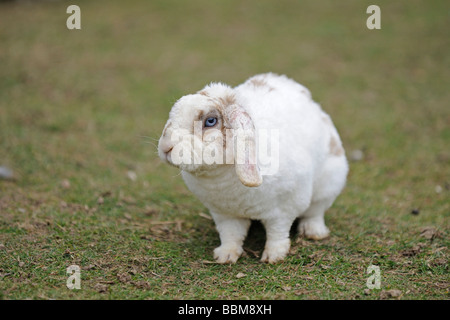 Dwarf rabbit, domestic rabbit with floppy ears, on a meadow Stock Photo