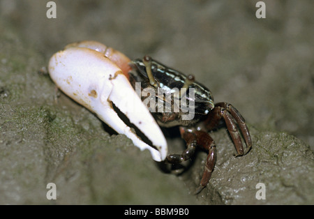 Fiddler Crab from Vikhroli Mangroves, Mumbai. Stock Photo