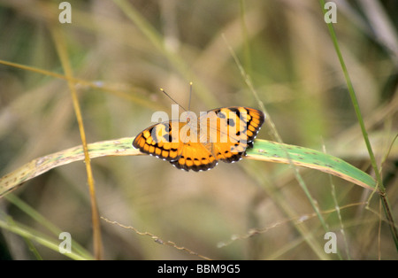 Baronet , Euthalia nais from Tadoba Tiger Reserve, India. Stock Photo