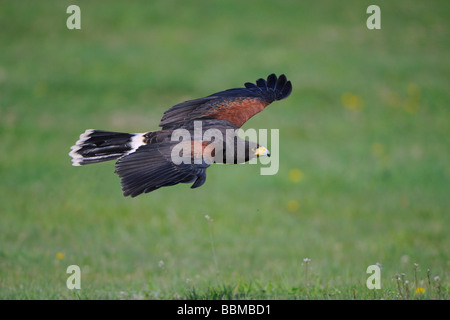 Harris's hawk (Parabuteo unicinctus) in flight Stock Photo
