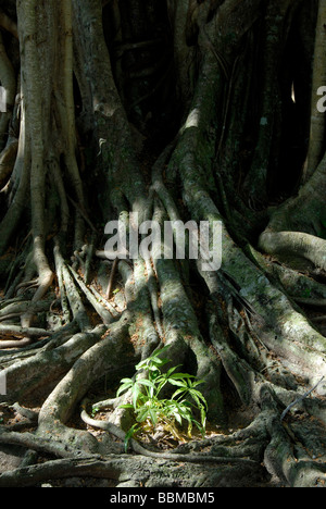 Huge branched tree trunk with aerial roots, small plant, Sacred Fig (Ficus religiosa), Talalla near Dondra, Indian Ocean, Ceylo Stock Photo