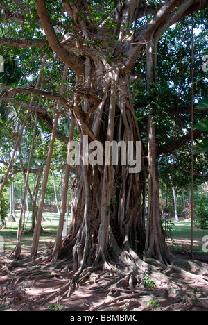 Huge branched tree trunk with aerial roots, Sacred Fig (Ficus religiosa), Talalla near Dondra, Indian Ocean, Ceylon, Sri Lanka, Stock Photo