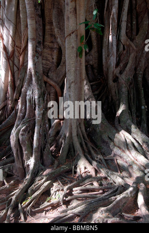 Huge branched tree trunk with aerial roots, Sacred Fig (Ficus religiosa), Talalla near Dondra, Indian Ocean, Ceylon, Sri Lanka, Stock Photo