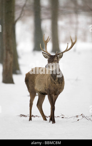 Red Deer (Cervus elaphus) in snow Stock Photo