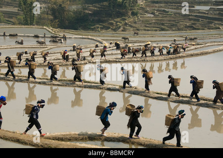 Hani Akha women with their rice baskets in Yuanyang China Stock Photo