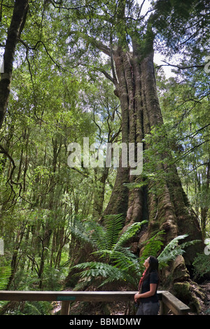 Australia, Victoria. A giant Eucalypt tree in the rainforest of Melba Gully inOtway National Park, off Great Ocean Road. Stock Photo