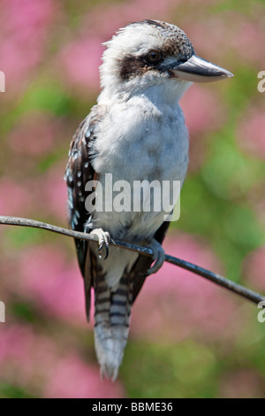 Australia New South Wales. A kookaburra, a large terrestrial kingfisher. Stock Photo