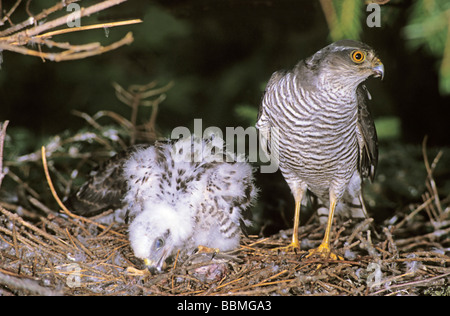 Sparrowhawk (Accipiter nisus) female with chicks at the aerie Stock Photo