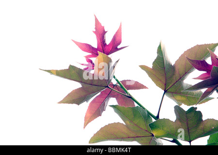 Chinese sweet gum or Formosan gum (Liquidambar formosana), is a species of tree in the family Altingiaceae native to East Asia, Hualien County, Taiwan Stock Photo