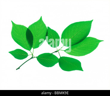 View of a stem with green leaves Stock Photo - Alamy