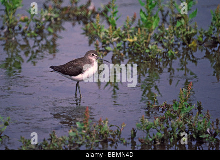 Green Sandpiper on a winter migration stop-over refuge. Stock Photo