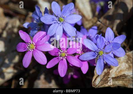 Pennywort (Hepatica nobilis), Lake Hornborga, Vaestergoetland, Sweden, Scandinavia, Europe Stock Photo