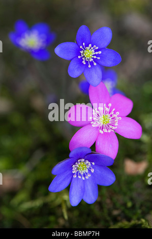 Pennywort (Hepatica nobilis), Lake Hornborga, Vaestergoetland, Sweden, Scandinavia, Europe Stock Photo