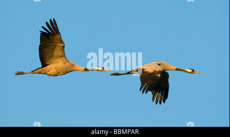 Crane (Grus grus), breeding pair flying in last daylight, Hornborgasee, Vaestergoetland, Sweden, Scandinavia, Europe Stock Photo