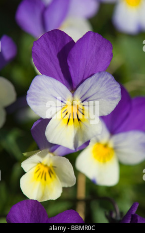 Heartsease (Viola tricolor), blossoms, Vaestergoetland, Sweden, Scandinavia, Europe