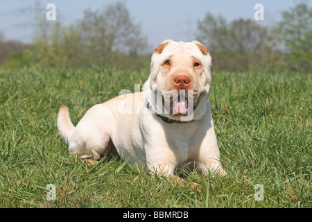 Shar Pei, 19 months old, cream color, is lying on a meadow Stock Photo