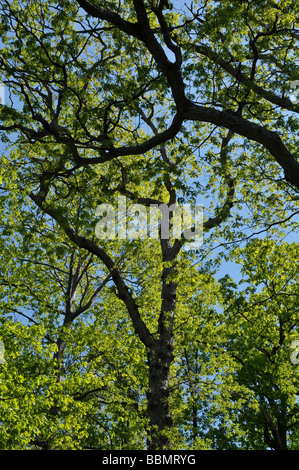 Mighty oaks. Stock Photo