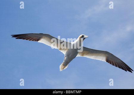 Northern Gannet, Morus bassanus (Sula bassana), in flight near its nesting colony on Ailsa Craig, nine miles off Girvan, Ayrshire, Scotland Stock Photo