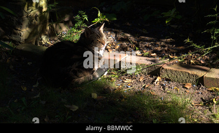 Domestic tabby cat relaxing in a sun spot in an English garden Stock Photo