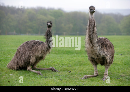 A young male and female Emu together Stock Photo - Alamy