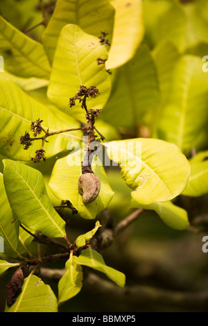 A cashew nut grows on a tree in Goa, India. Cashews are a major cash crop in the south of the country. Stock Photo