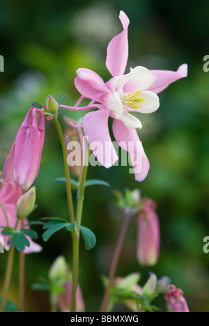 AQUILEGIA SPRING MAGIC ROSE AND WHITE COLUMBINE Stock Photo