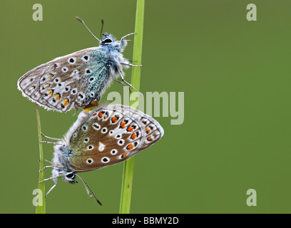 Two common blue butterflies Stock Photo