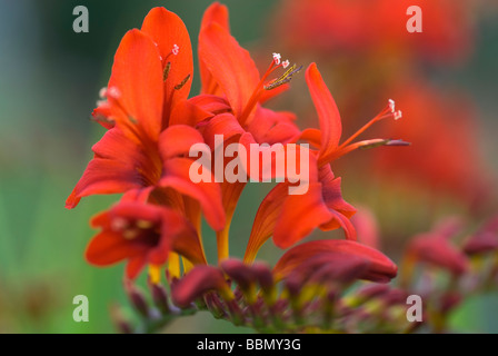 CLOSE-UP OF RED CROCOSMIA LUCIFER MONTBRETIA Stock Photo