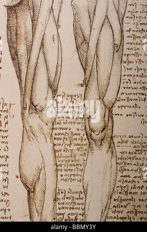 Anatomical study of muscles of the legs by Leonardo da Vinci Stock