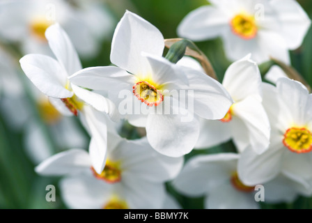 GROUP OF WHITE NARCISSUS DAFFODILS Stock Photo