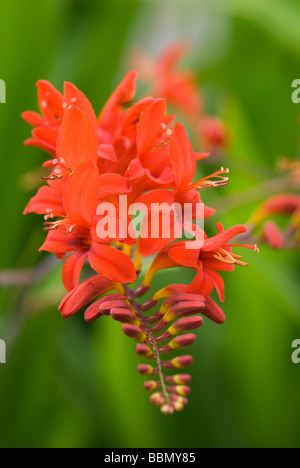 CLOSE-UP OF RED CROCOSMIA LUCIFER MONTBRETIA Stock Photo