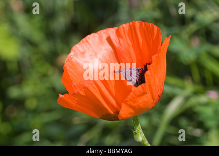 Closeup of the flower of a red oriental poppy (Papaver orientale) Stock Photo