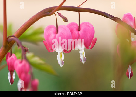 SOFT FOCUS CLOSE-UP OF PINK FLOWERS OF DICENTRA SPECTABILIS BLEEDING HEART Stock Photo