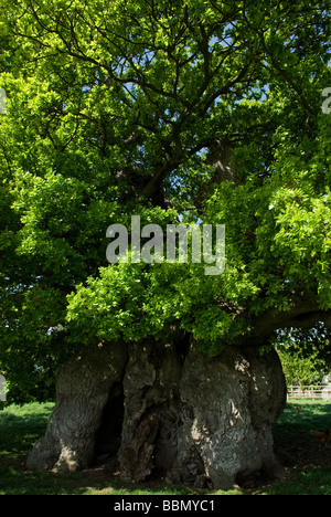 Bowthorpe Oak Tree Stock Photo