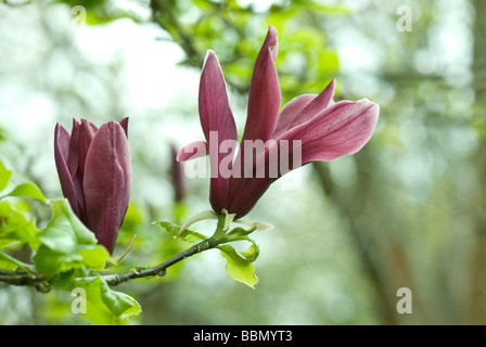 Magnolia liliiflora NIGRA Stock Photo