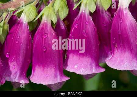 purple foxglove flowers in english garden Stock Photo