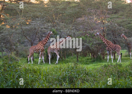 Rothschild giraffe Giraffa camelopardalis rothschildi NAKURU NATIONAL PARK KENYA EAST Africa Stock Photo