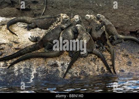 Marine Iguana (Amblyrhynchus cristatus) basking in a sun Punta Moreno Isabela Island Galapagos Ecuador Pacific Ocean Stock Photo