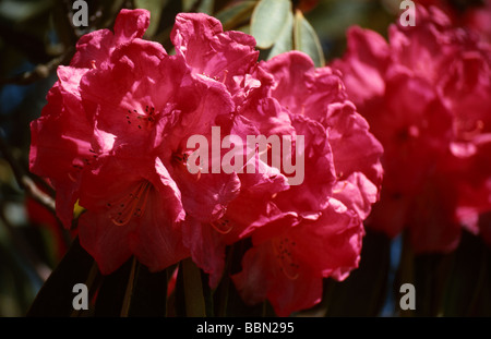 Red Rhododendron, Ericaceae Stock Photo